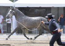 CARBONERA DE LA ROSA III, DE J. IGNACIO PEREZ ARRECHEA, ORO EN YEGUAS DE 5. Y 6 A. TROT